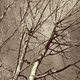 Image for article titled 27 Photos Of Barenaked Trees